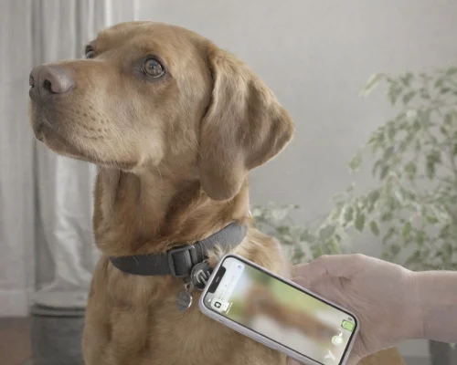 Image of NFC Dog Tag NFC Tag